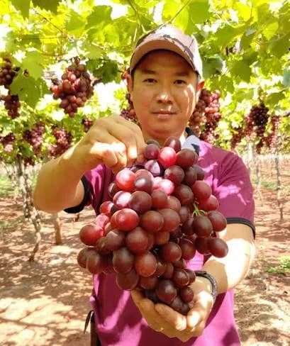 Uvas Ikura